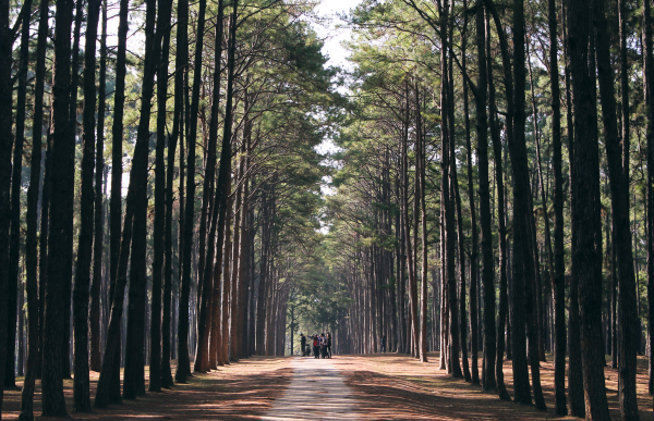 Pathway through the forest