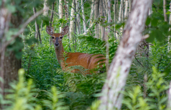 Deer in the green forest