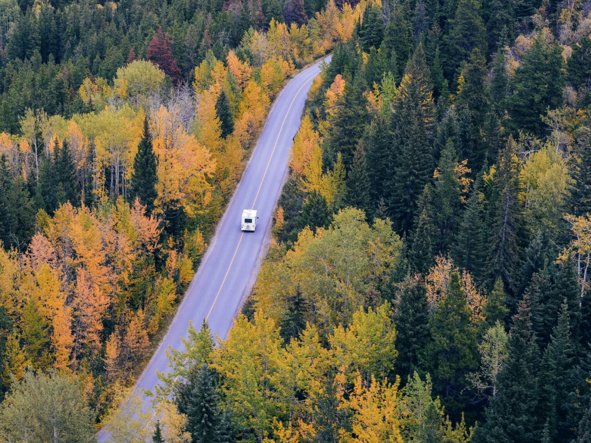 vehicle driving through a vast forest